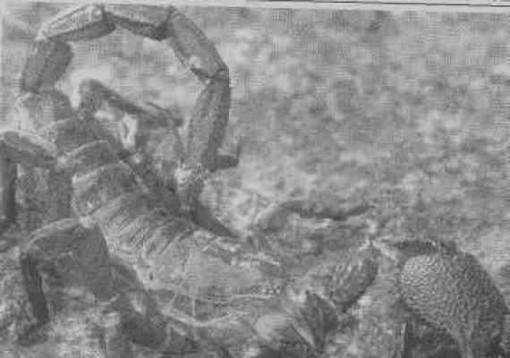 Zagin Scorpiones