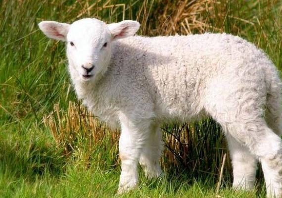 Tafsiran Mimpi Lamb: mengapa anda bermimpi tentang Lamb dalam mimpi anda - mimpi malap