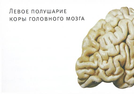 Теория за трите типа мозък - в основата на коучинга